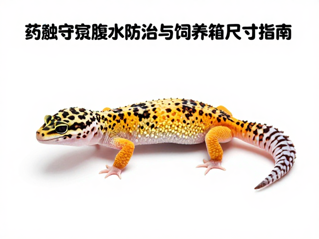 豹纹守宫腹水防治与饲养箱尺寸指南,核心护理要点解析