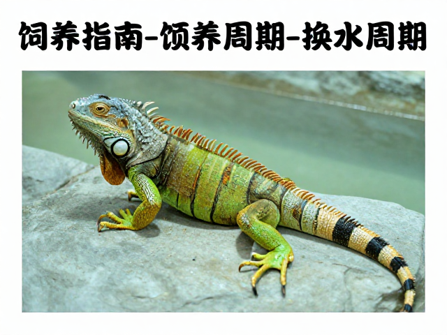 绿鬣蜥饲养指南,换水周期、温差区域与大型空间设置
