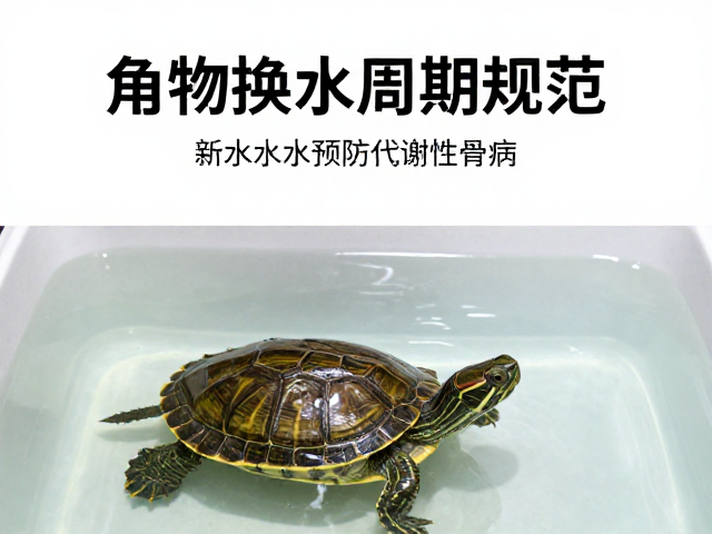 龟换水周期规范,用新鲜水源预防代谢性骨病