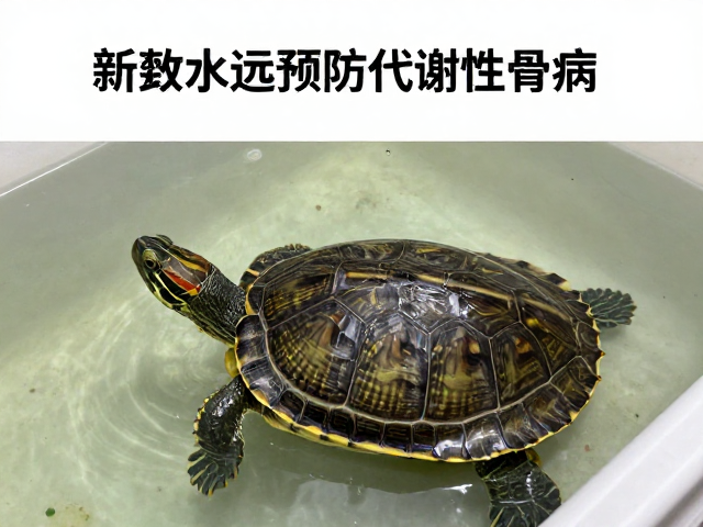 龟换水周期规范,用新鲜水源预防代谢性骨病