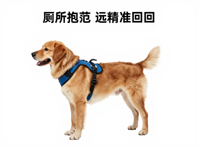 如厕训练与胸背带使用技巧,如何训练狗狗远距离精准召回