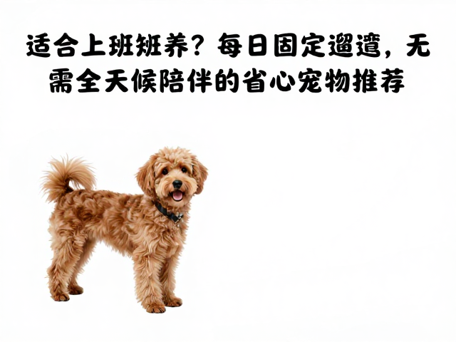 适合上班族养?每日固定遛弯,无需全天候陪伴的省心宠物推荐