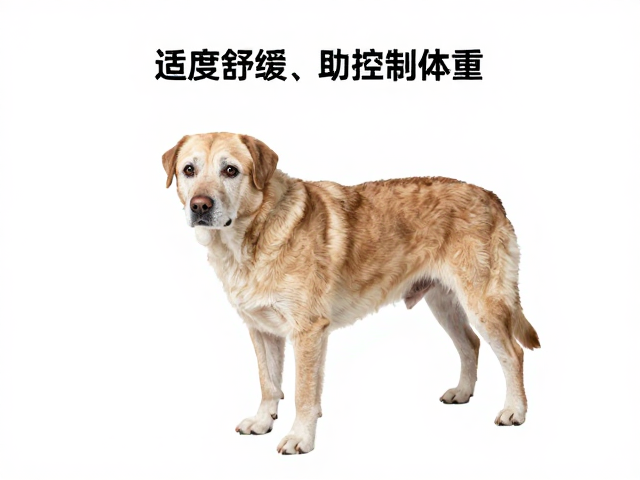 老年犬运动量标准,适度舒缓助控制体重,科学管理更健康