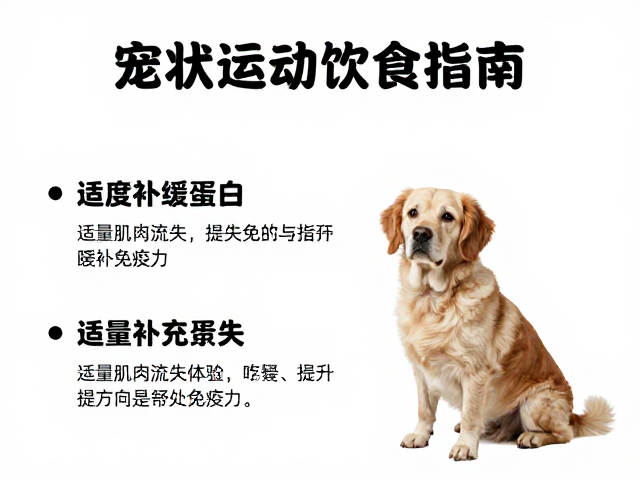 老年犬运动与饮食指南,适度舒缓运动,适量补充蛋白质