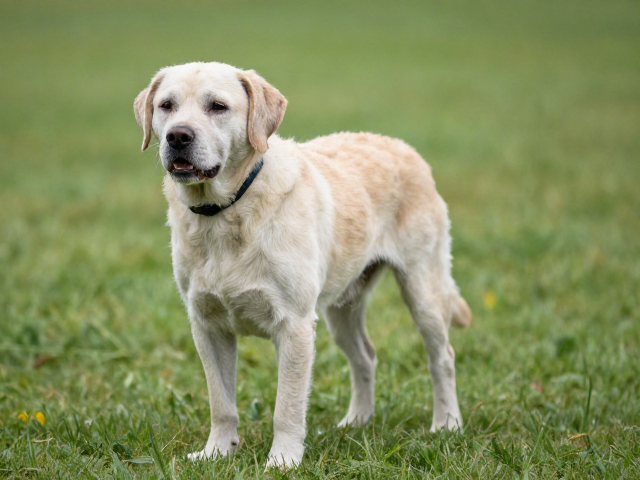 老年犬运动标准,低强度活动缓解分离焦虑