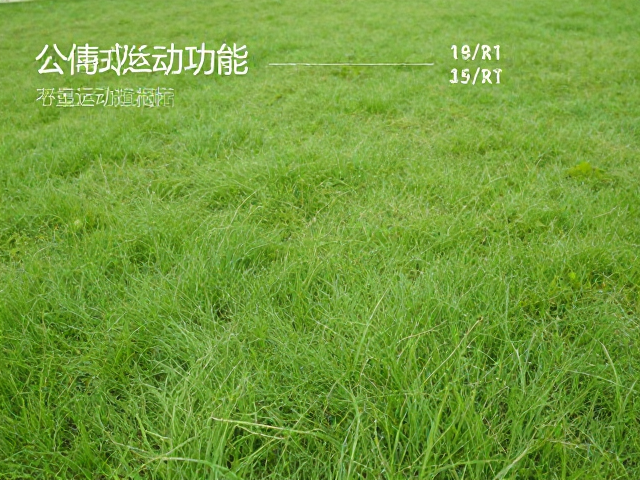 公园草坪运动指南,提升心肺功能的最佳运动量标准