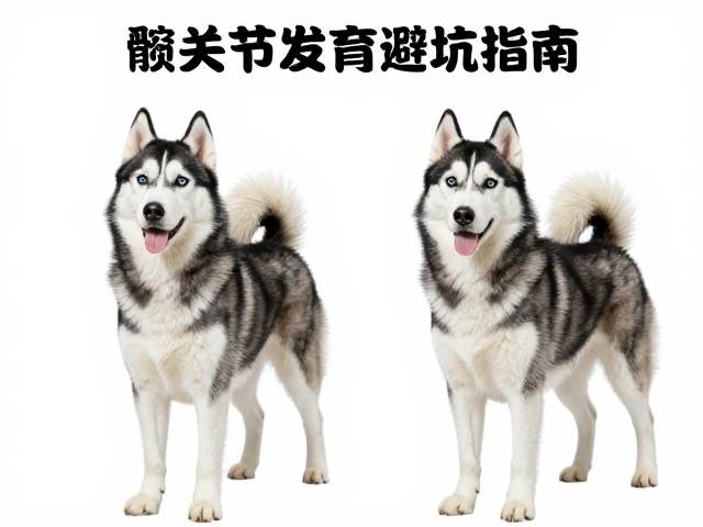 纯种哈士奇标准,展示级与伴侣级区别,髋关节发育避坑指南