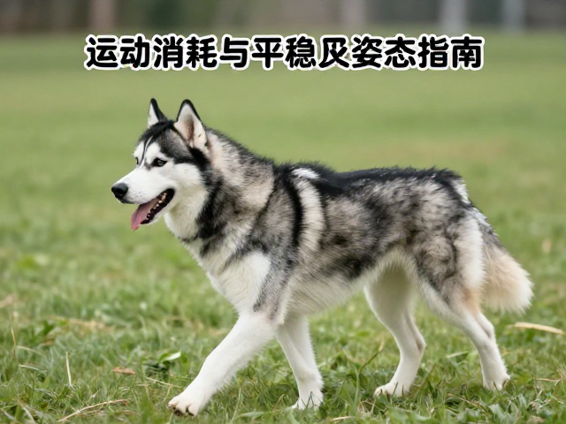 纯种哈士奇标准,运动消耗与平稳行走姿态匹配指南