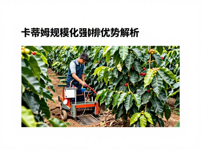 规模化种植的经济效益与机械化适配