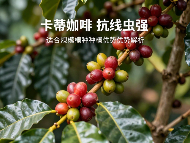 卡蒂姆咖啡,抗线虫强,适合规模化种植的优势解析