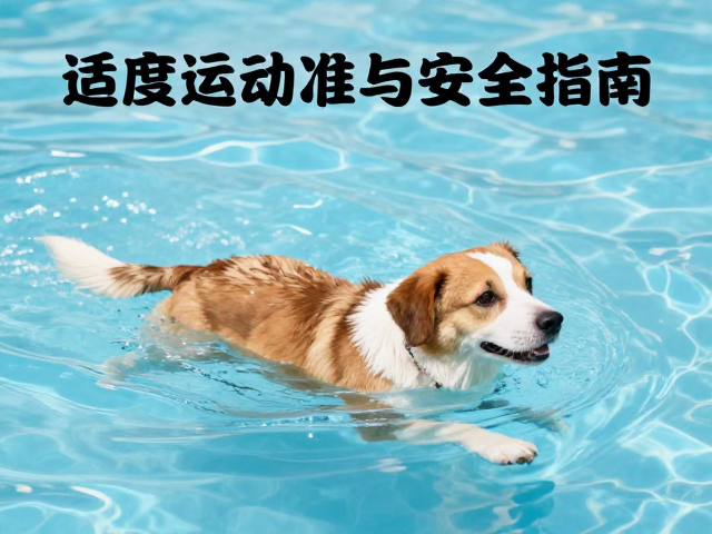 孕犬能游泳吗？适度运动标准与安全指南