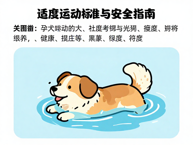 孕犬能游泳吗?适度运动标准与安全指南