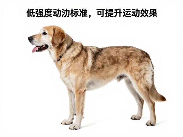 老年犬低强度活动标准,口令一致性提升运动效果