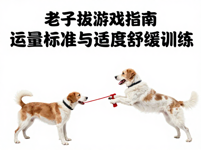 老年犬拔河游戏指南,运动量标准与适度舒缓训练