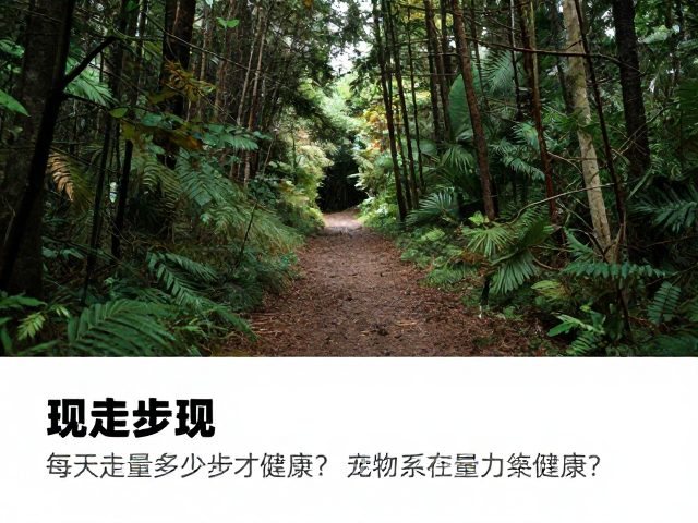 森林小径户外散步运动量标准,每天走多少步才健康?