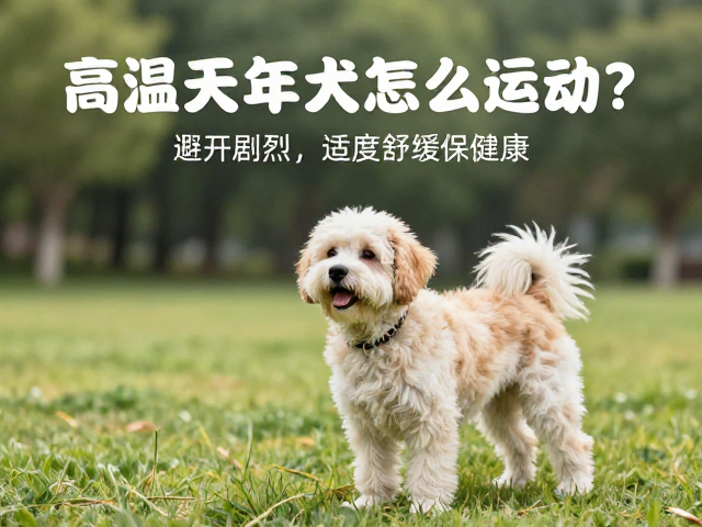 高温天老年犬怎么运动?避开剧烈,适度舒缓保健康