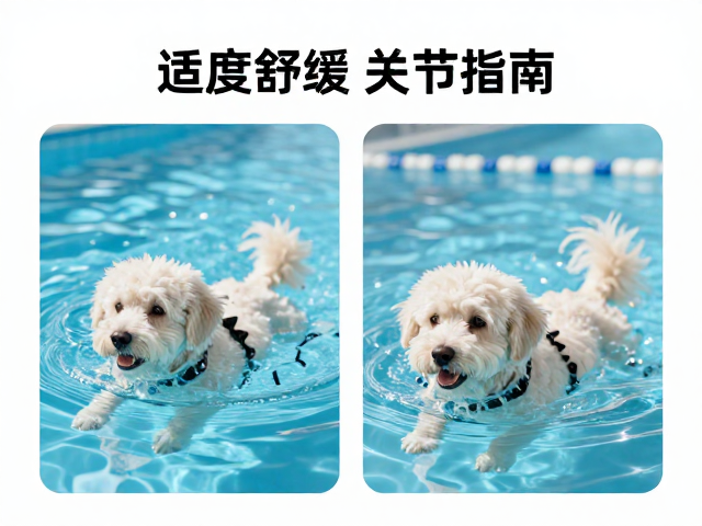 老年犬游泳馆运动量标准,适度舒缓护关节指南