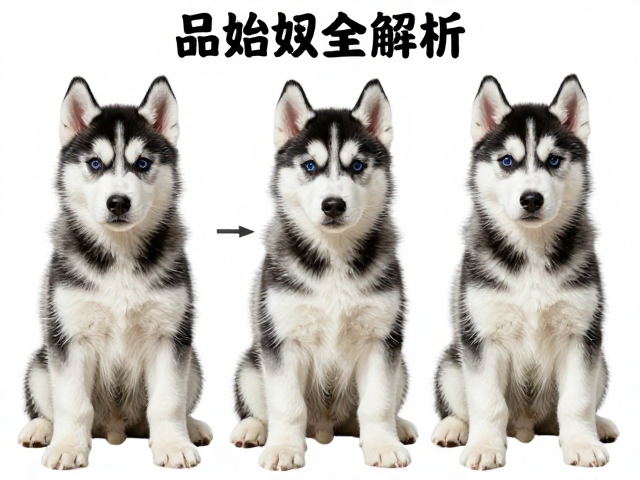 哈士奇品相全解析,纯种标准、幼犬变化与父母参考
