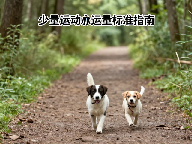 幼犬少量多次运动,森林小径散步运动量标准指南