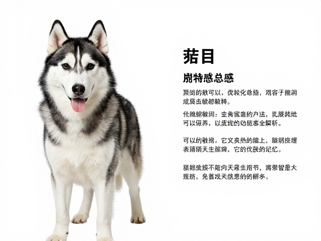 纯种哈士奇标准,皮肤敏感与大理石/虎斑基因表现全解析