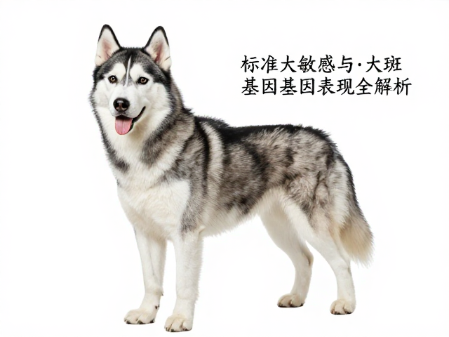 纯种哈士奇标准,皮肤敏感与大理石/虎斑基因表现全解析
