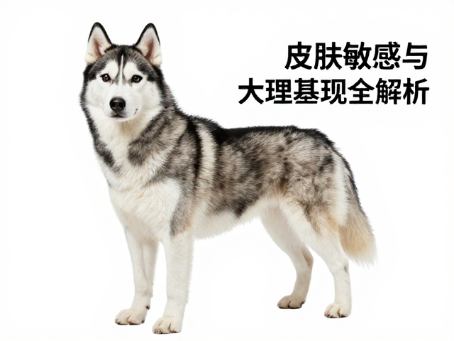 纯种哈士奇标准,皮肤敏感与大理石/虎斑基因表现全解析