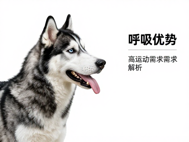纯种哈士奇标准,长吻呼吸优势与高运动需求解析