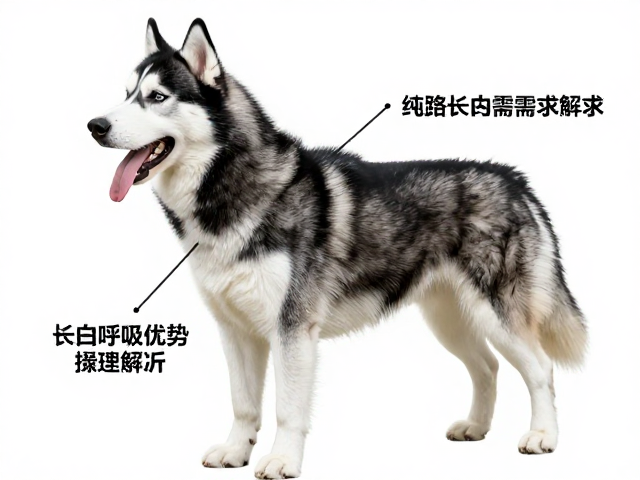 纯种哈士奇标准,长吻呼吸优势与高运动需求解析