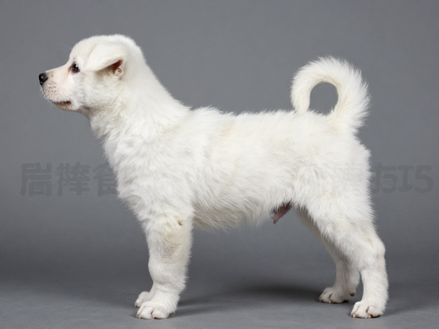 幼犬鉴别技巧,通过背部水平结实度筛查遗传缺陷