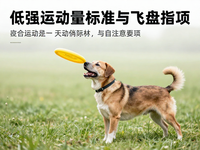 老年犬低强度运动指南,飞盘训练的安全运动量标准与注意事项