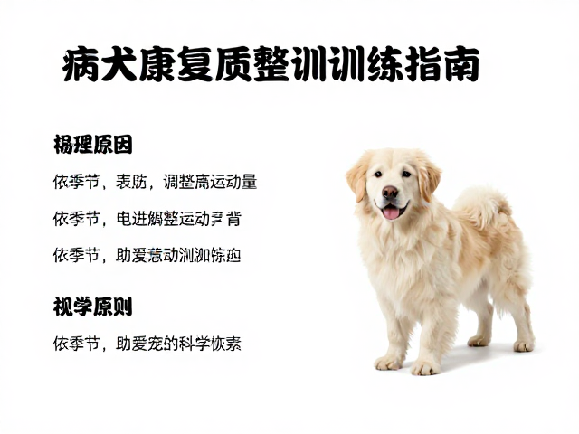 病犬康复训练指南,依季节调整运动量,助爱宠科学恢复