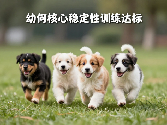 幼犬少量多次运动,如何通过核心稳定性训练达标?