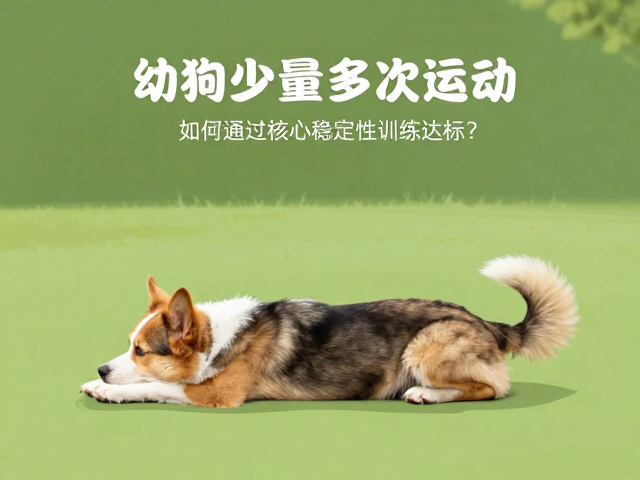 幼犬少量多次运动,如何通过核心稳定性训练达标?