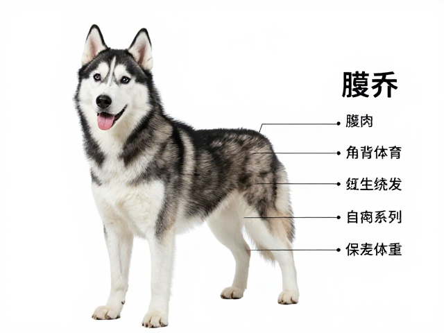 纯种哈士奇标准,父母品相参考及肩高体重范围详解