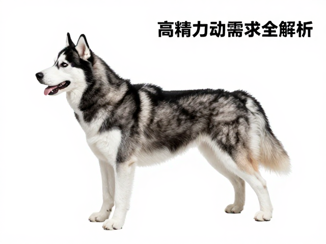 纯种哈士奇标准，前肢伸展幅度与高精力运动需求全解析