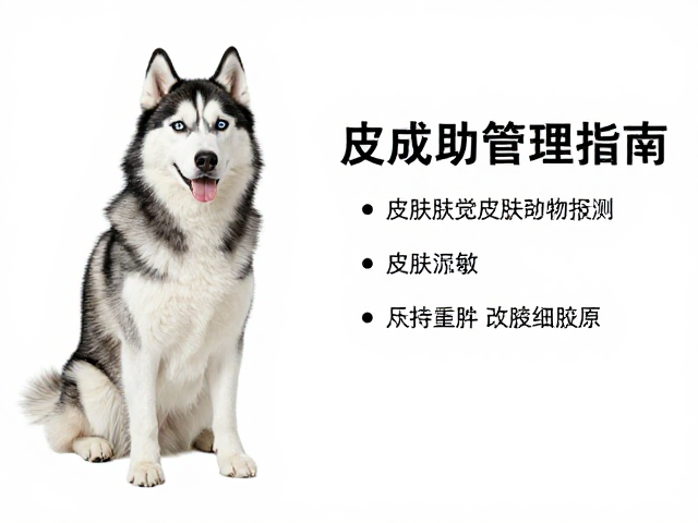 纯种哈士奇标准,室内空间与皮肤过敏原管理指南