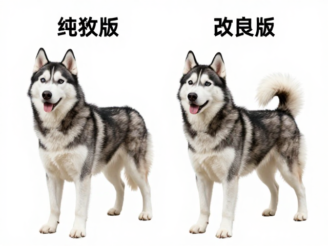 纯种哈士奇标准,腰部收缩与地域改良版差异全解析