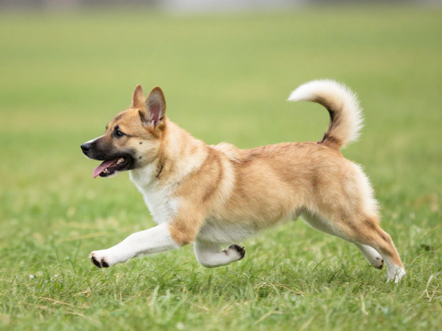 幼犬鉴别技巧,结合父母基因与奔跑平衡,选出色赛级犬