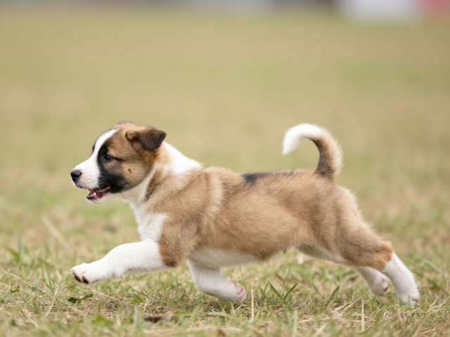 幼犬鉴别技巧,结合父母基因与奔跑平衡,选出色赛级犬