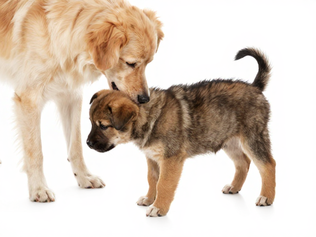 幼犬鉴别技巧，腰部短而有力，观察母犬喂养方式