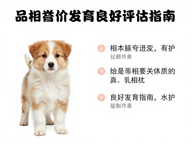 幼犬鉴别技巧,品相溢价因素与髋关节发育良好评估指南