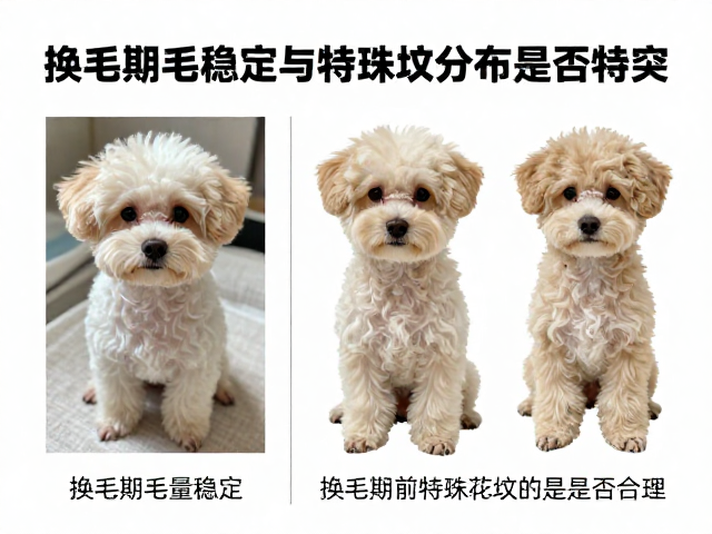 幼犬鉴别技巧,换毛期毛量稳定与特殊花纹分布是否合理?