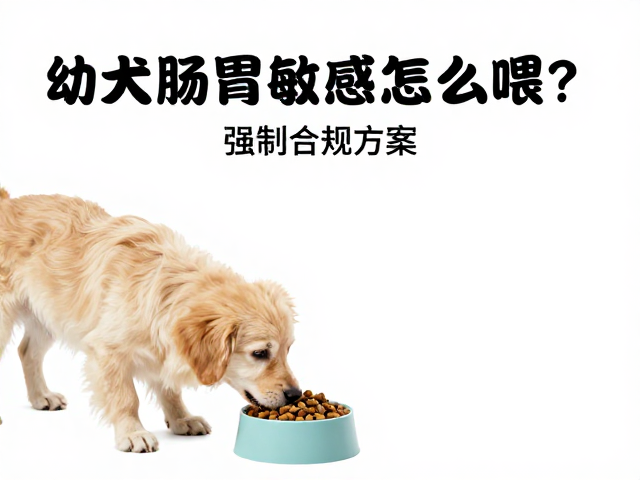 幼犬肠胃敏感怎么喂？喂食方案，刷牙习惯养成指南