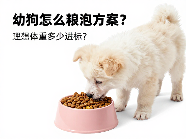 幼犬喂食方案,干粮怎么泡?理想体重多少达标?