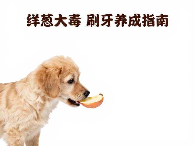 幼犬喂食方案,洋葱大蒜致毒与刷牙习惯养成指南