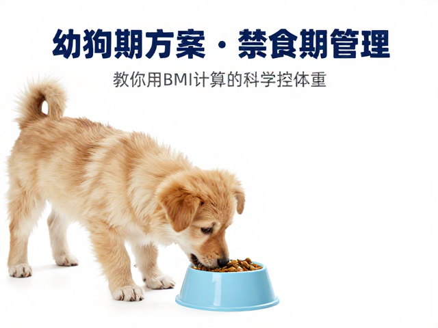 幼犬喂食方案与禁食期管理,教你用BMI计算科学控体重