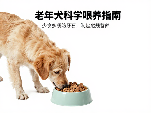 幼犬喂食方案,少食多餐防牙石,老年犬科学喂养指南