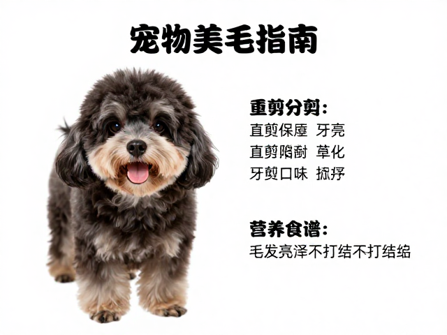 宠物美毛指南,直剪牙剪搭配技巧,营养品食谱,毛发亮泽不打结
