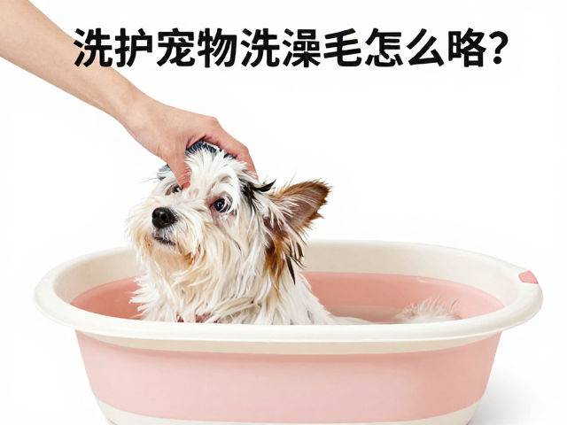 宠物洗澡盆怎么选?专业洗护操作与毛发梳理全攻略