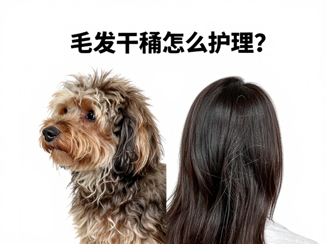 毛发干枯怎么护理?季节性修剪与梳理方法全解析